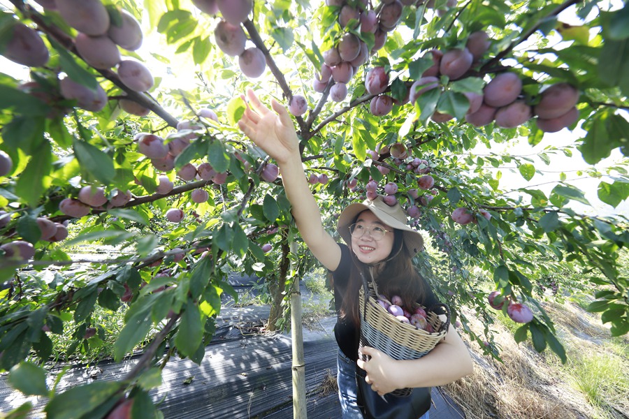 游客体验芙蓉李采摘。林子杰摄